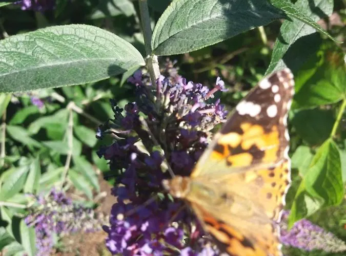 Brown Cow Waberthwaite
