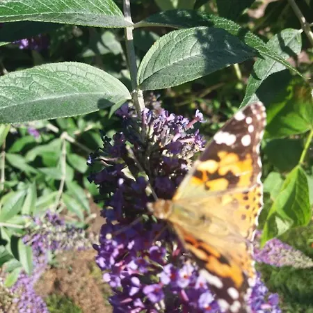 Brown Cow Waberthwaite